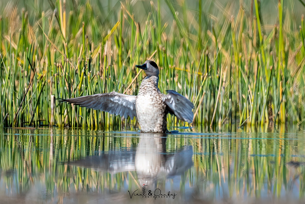 Marbled Duck